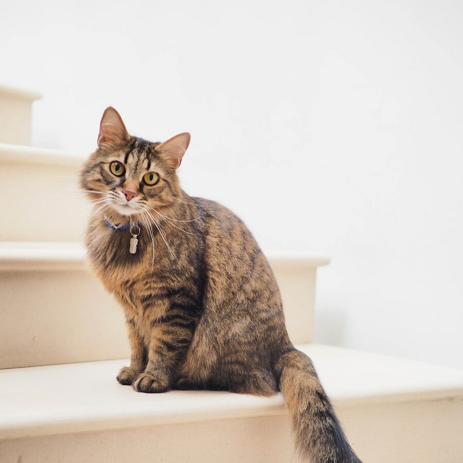 brown tabby cat on white stairs