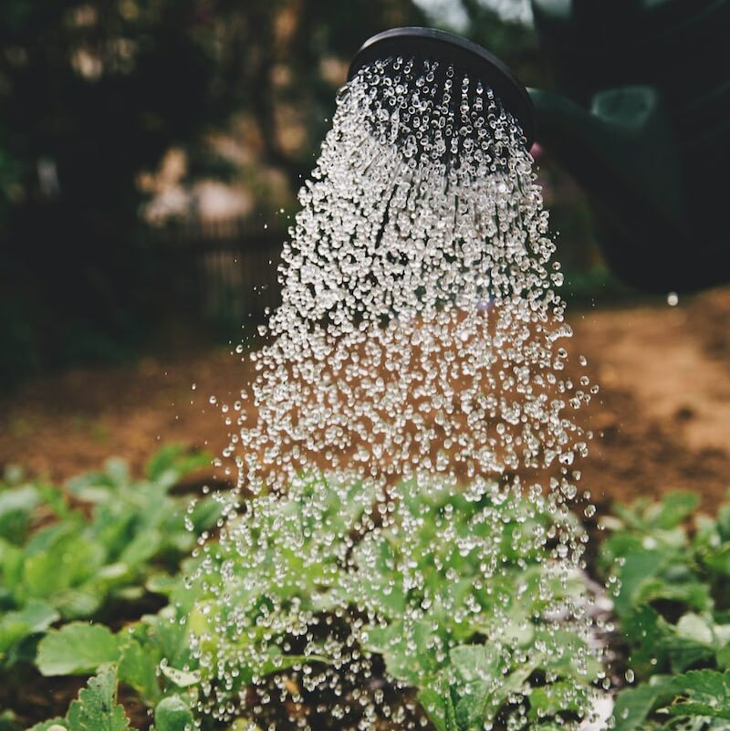 person watering plant